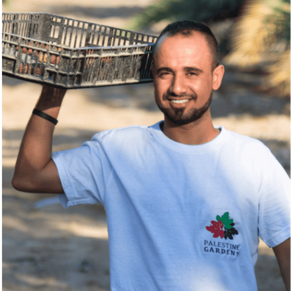 Extra schöne Medjool Datteln – Premium