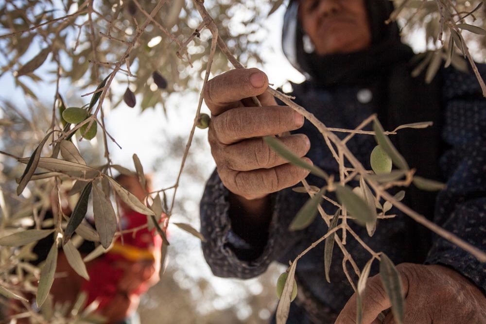 Olijfolie extra virgin uit Palestina - Dadelskopen.nl