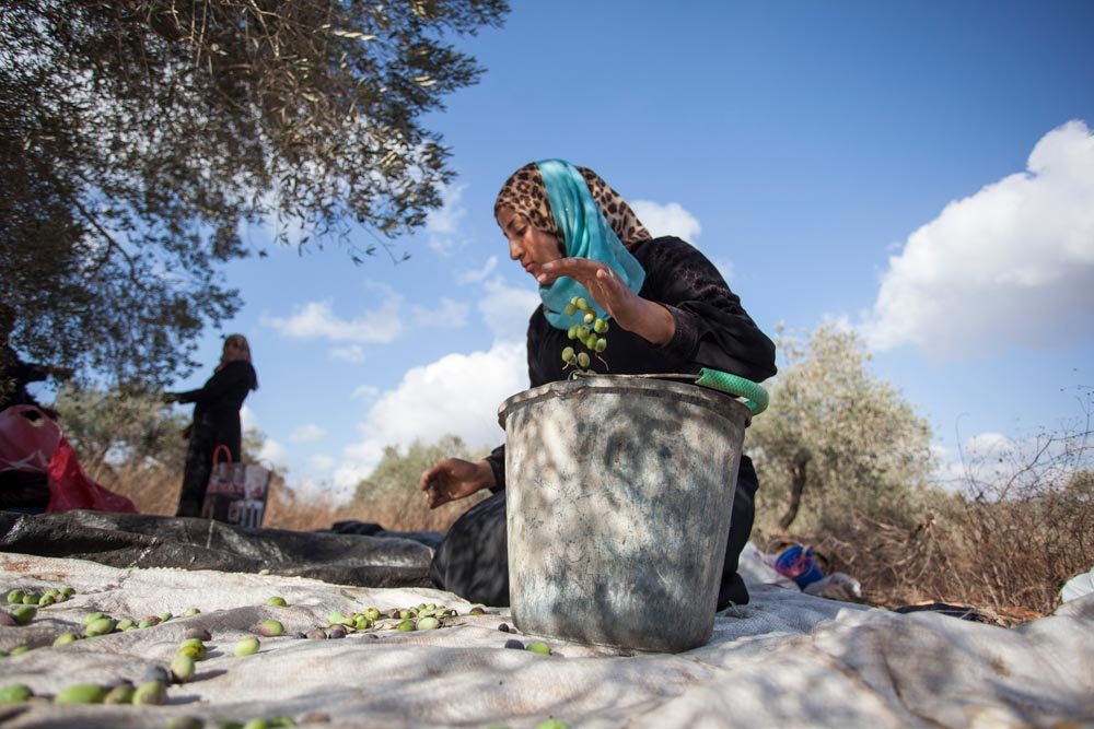 Olijfolie extra virgin uit Palestina - Dadelskopen.nl