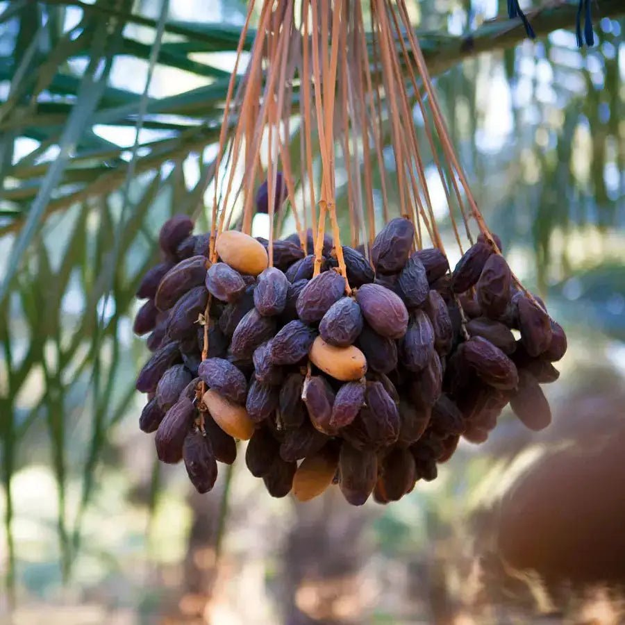 Premium Medjoul Dadels uit Palestina - Dadelskopen.nl