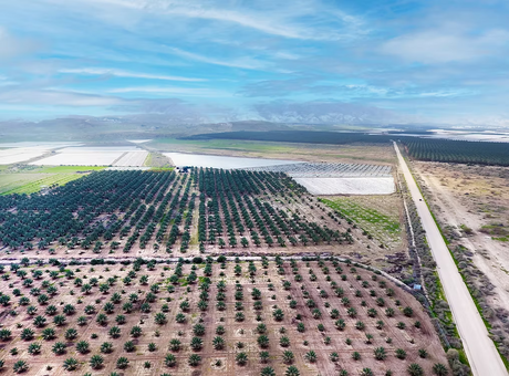 Hoe groeien dadels? Alles over de dadelpalm, bestuiving en oogst