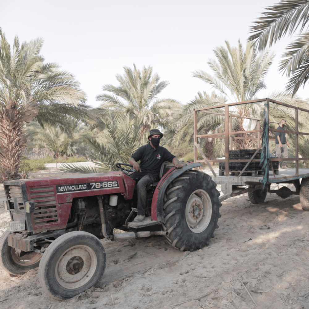 Palestijnse Medjoul Dadels