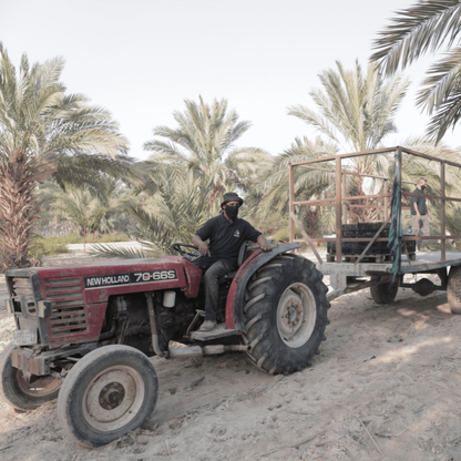 Palestijnse Medjoul Dadels
