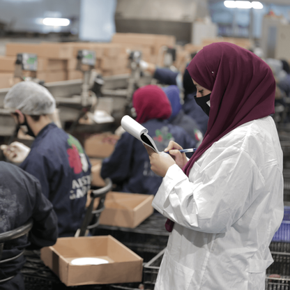 Palestijnse Medjoul Dadels