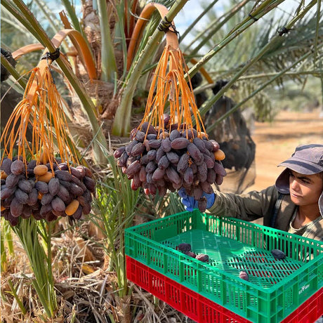 Classic Medjoul Dadels uit Palestina - Dadelskopen.nl