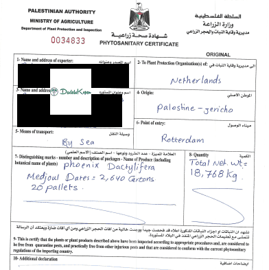 Premium Medjoul Dadels uit Palestina - Dadelskopen.nl